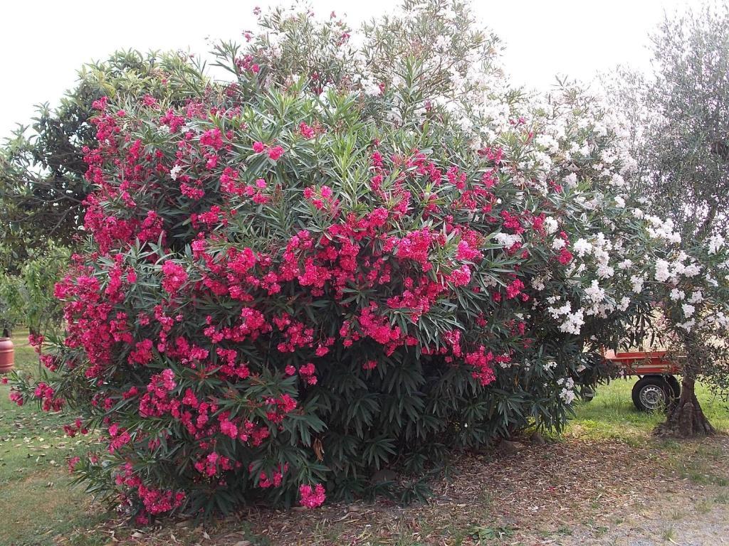 Tuscany Nice Stay Pistoya Exterior foto